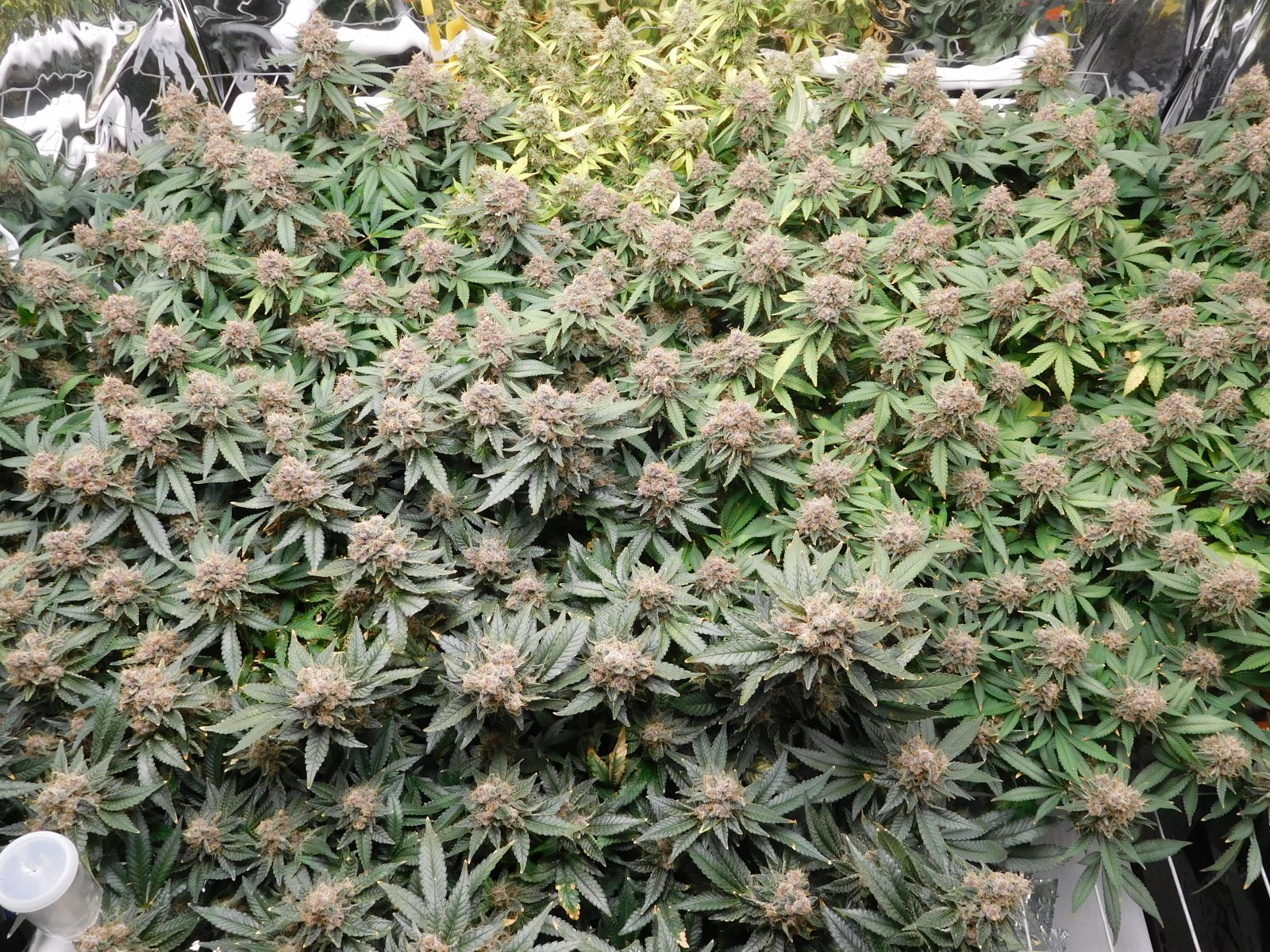 Vanilla Kush Day 70 flower Harvest Day (2).JPG