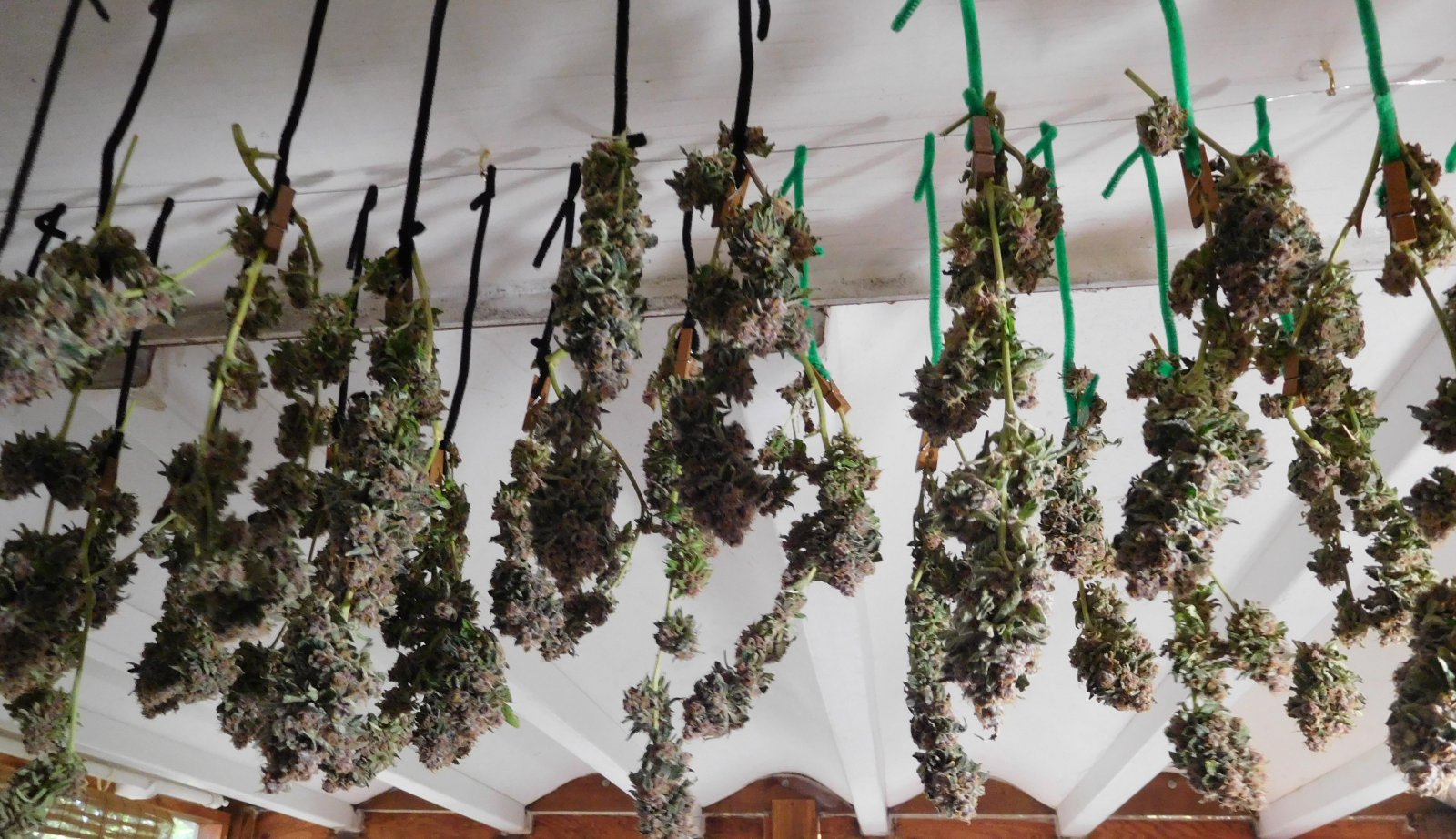 Vanilla Kush Harvest drying day 2 (4).JPG