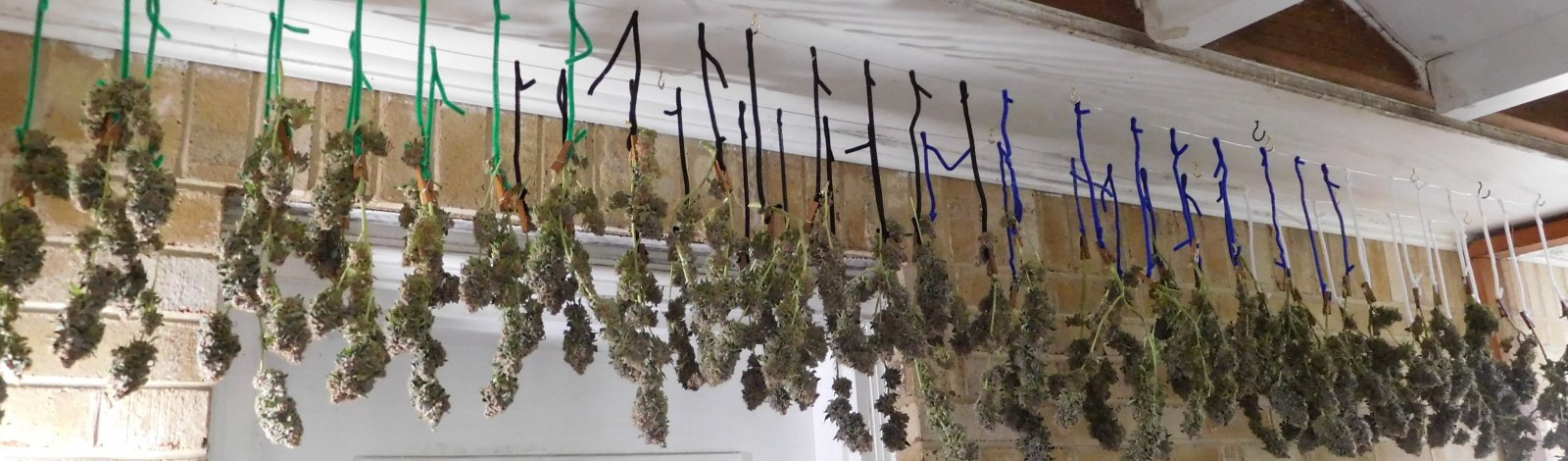 Vanilla Kush Harvest drying day 2 (5).JPG