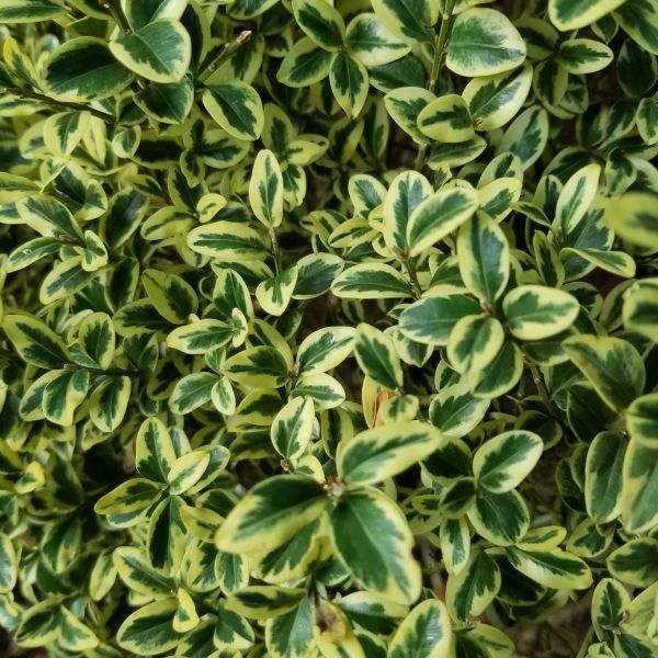 variegated-boxwood-leaves-600x600.jpg