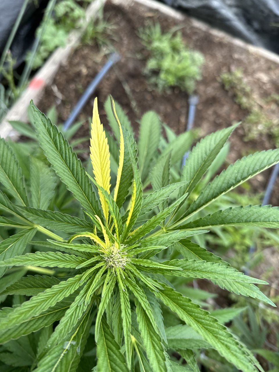 Varigated bud