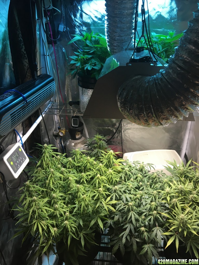 Various grow stuff