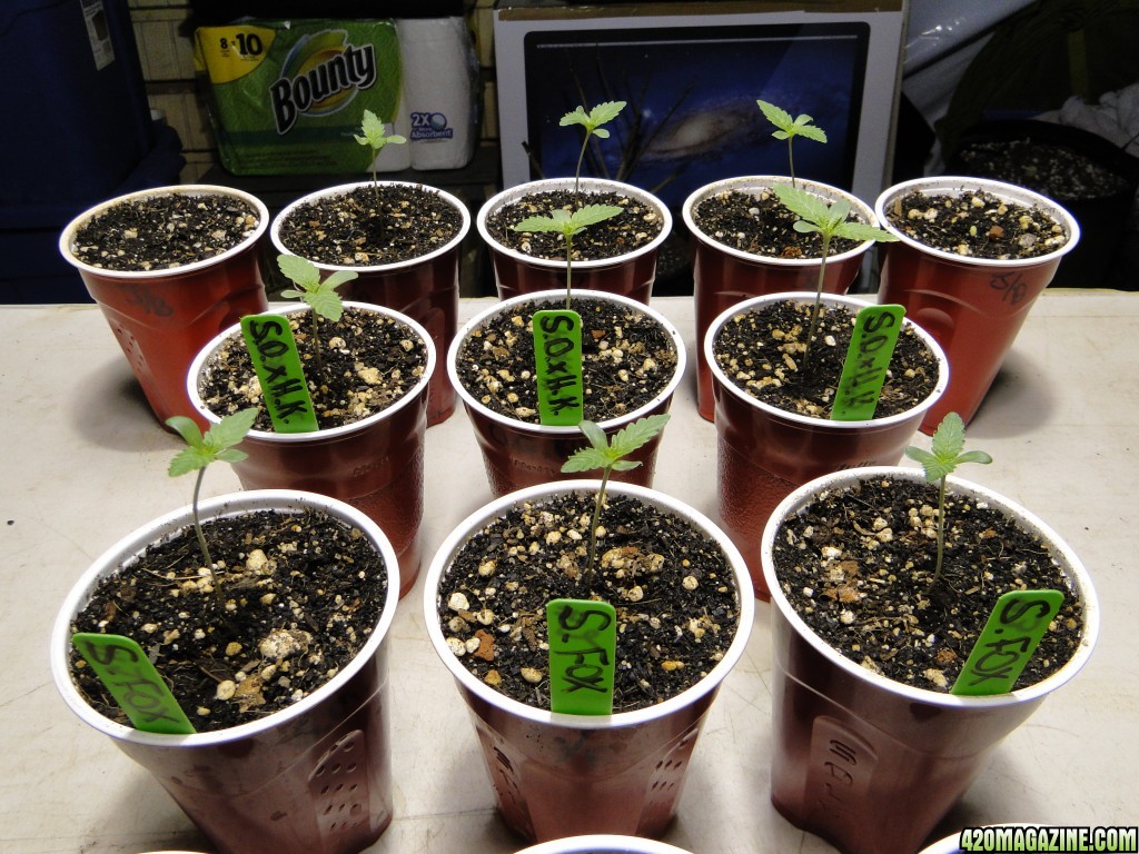 Various Seed Strains-Day 4