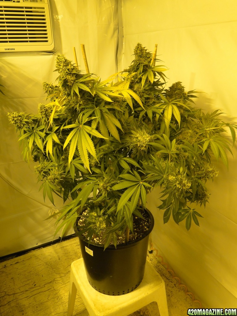 Various Strains in Flowering-Day 1 of Harvest-6/23/16