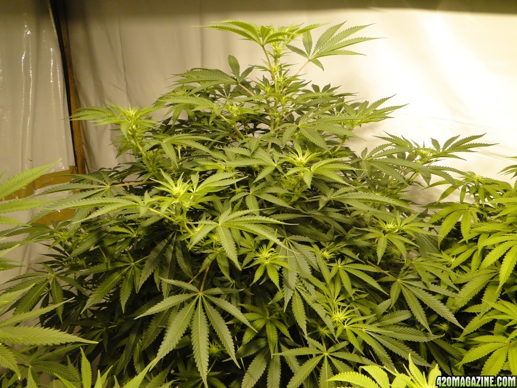 Various Strains in Flowering-Day 13-5/6/16