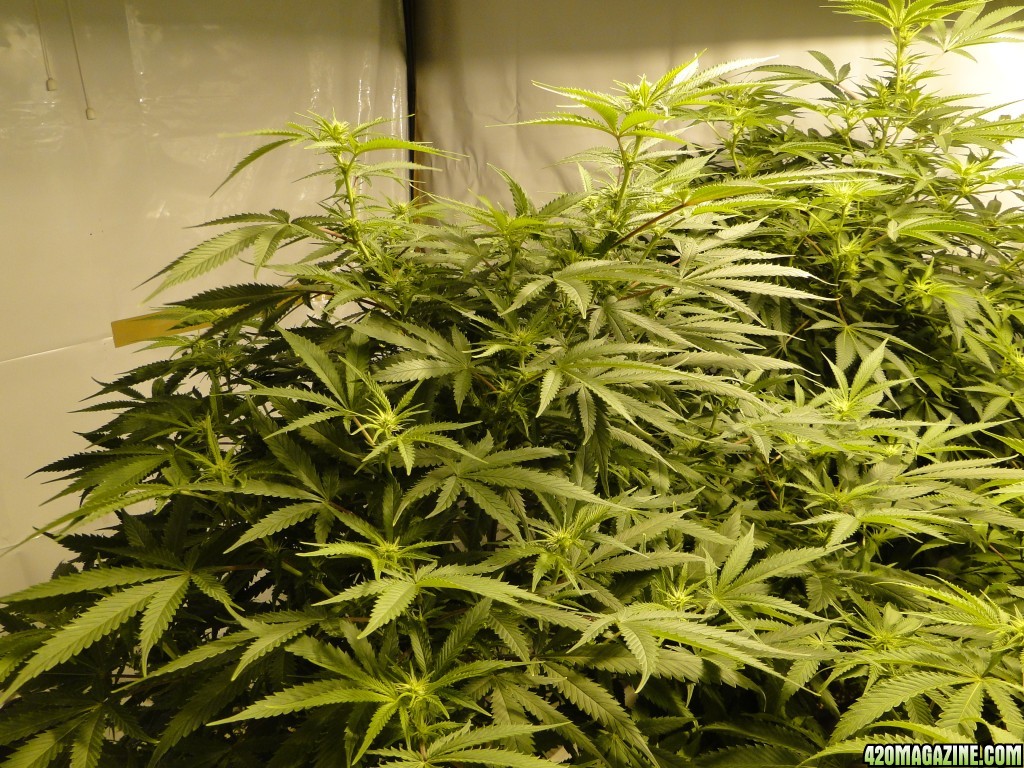 Various Strains in Flowering-Day 13-5/6/16