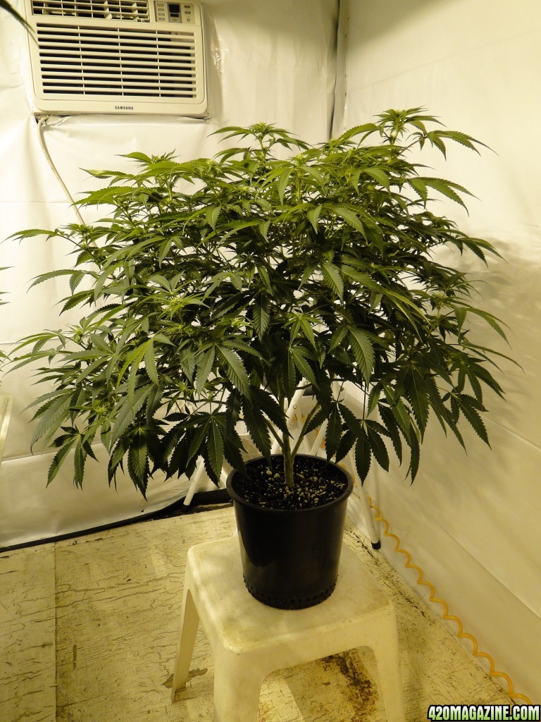 Various Strains in Flowering-Day 13-5/6/16