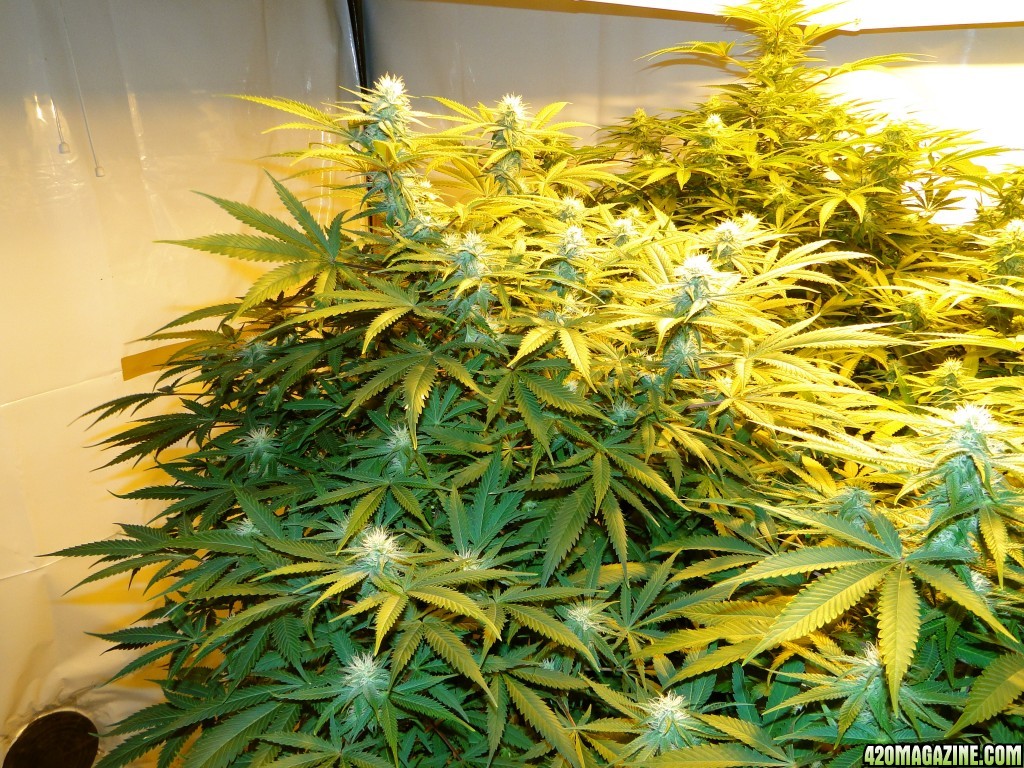 Various Strains in Flowering-Day 23-5/16/16