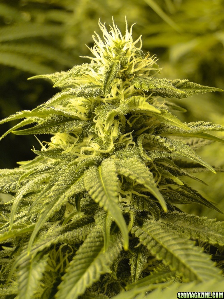 Various Strains in Flowering-Day 32-5/25/16