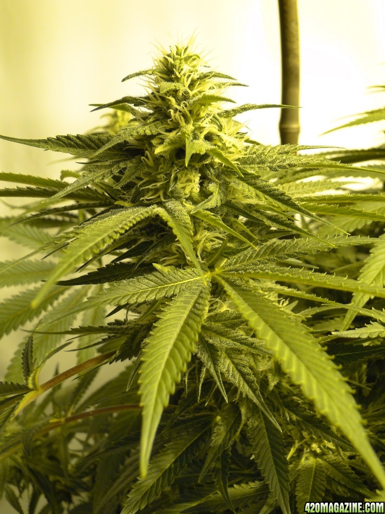 Various Strains in Flowering-Day 32-5/25/16