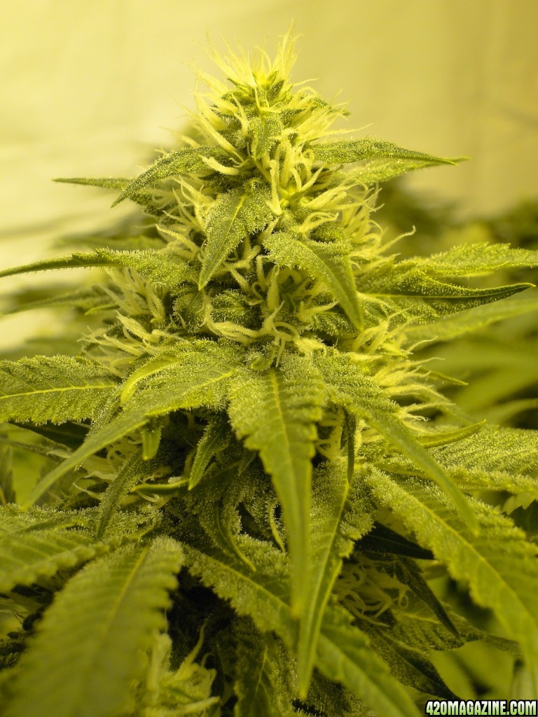 Various Strains in Flowering-Day 32-5/25/16