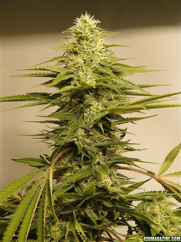 Various Strains in Flowering-Day 35-5/28/16