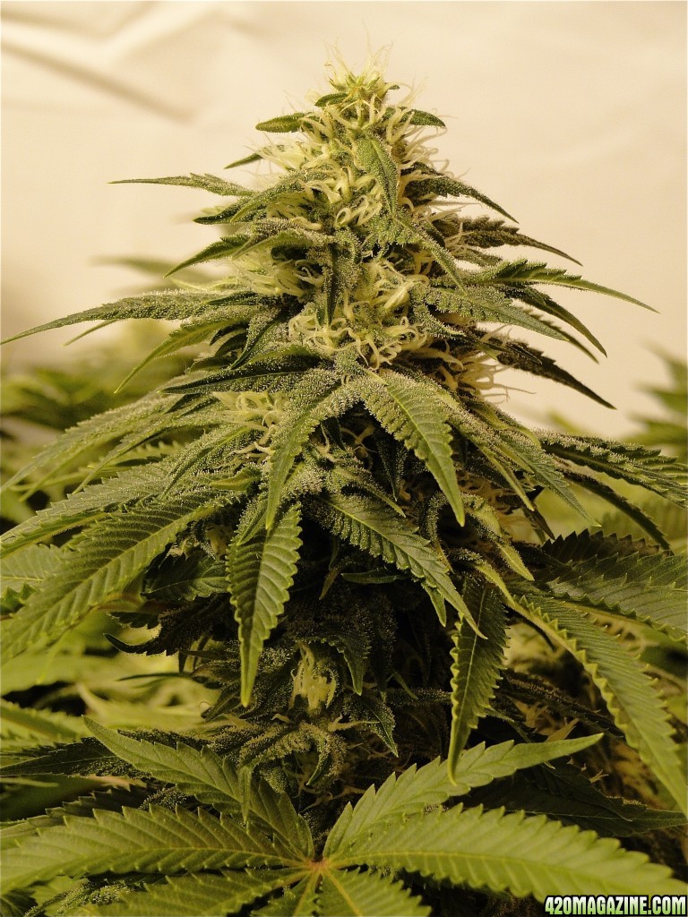 Various Strains in Flowering-Day 35-5/28/16