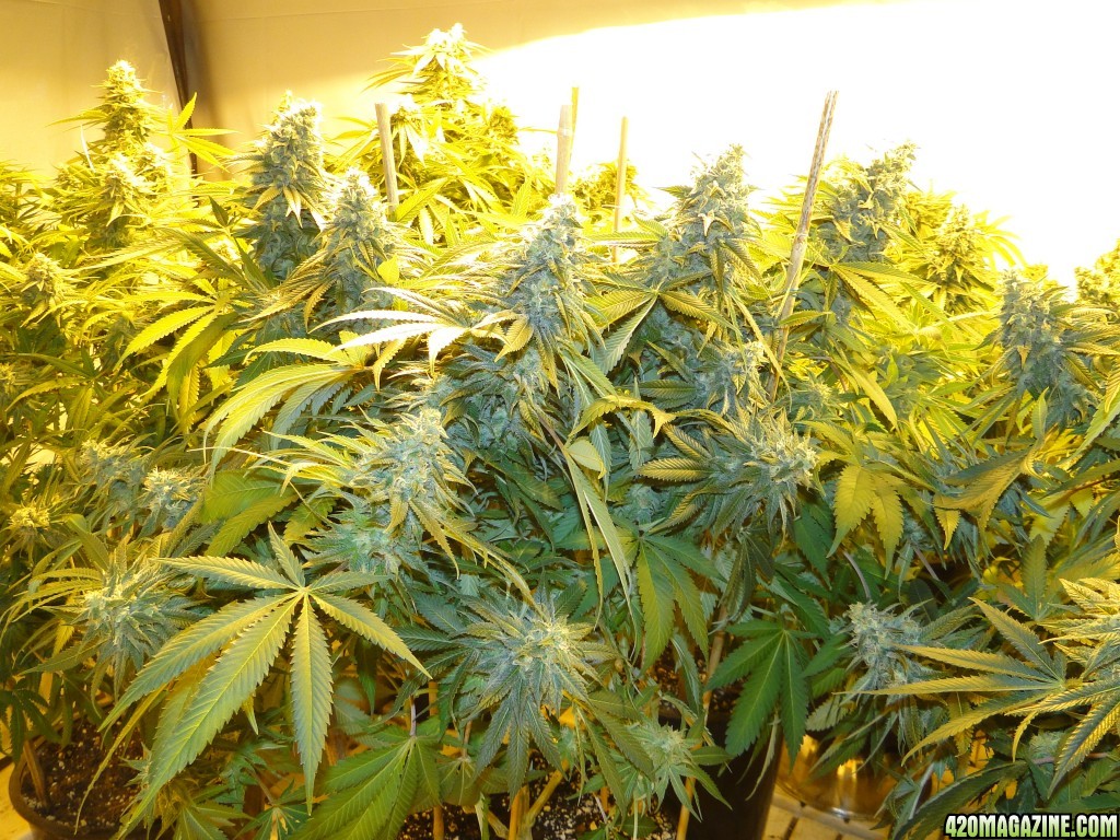 Various Strains in Flowering-Day 50-6/13/16