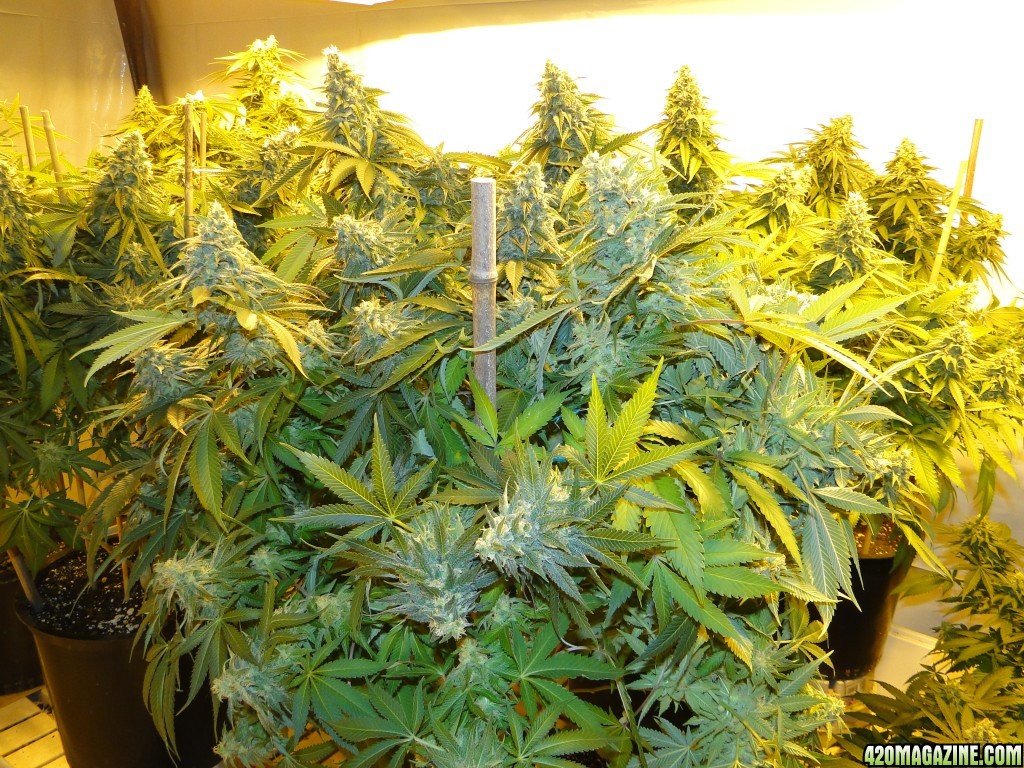 Various Strains in Flowering-Day 50-6/13/16