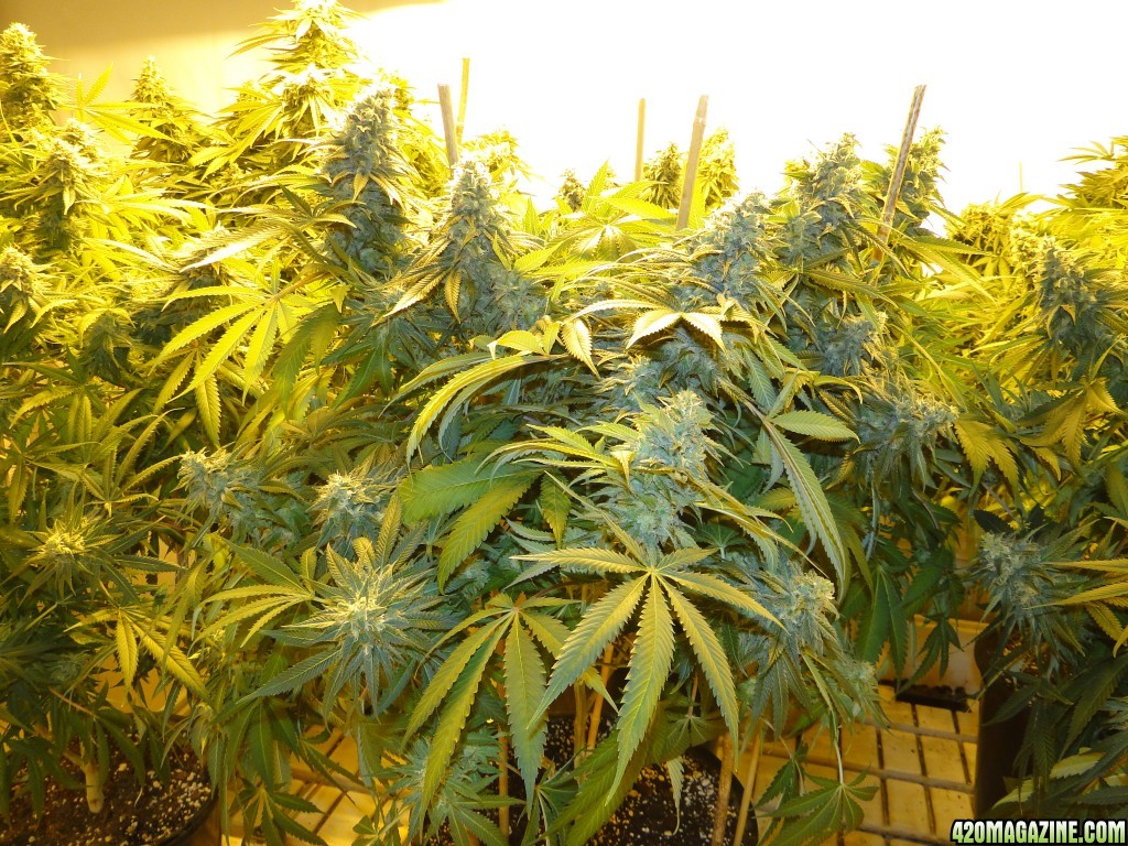 Various Strains in Flowering-Day 50-6/13/16