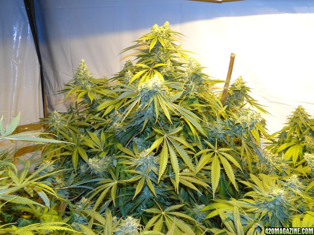 Various Strains in Flowering-Day 50-6/13/16