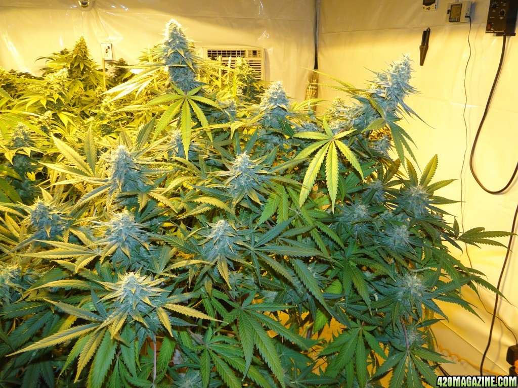 Various Strains in Flowering-Day 50-6/13/16