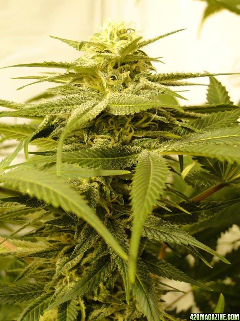 Various Strains in Flowering-Day 51-6/14/16