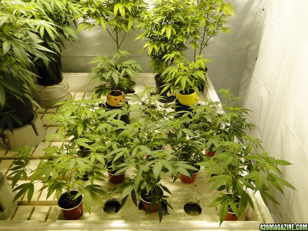 Various Strains in Flowering-Day 8-5/2/16