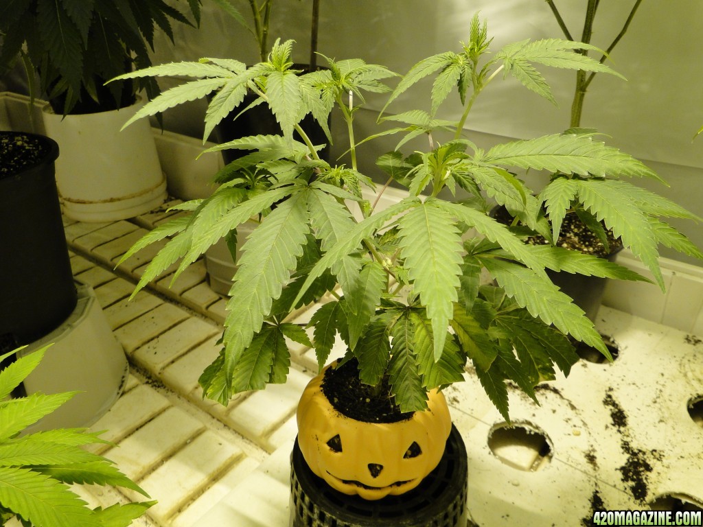 Various Strains in Flowering-Day 8-5/2/16