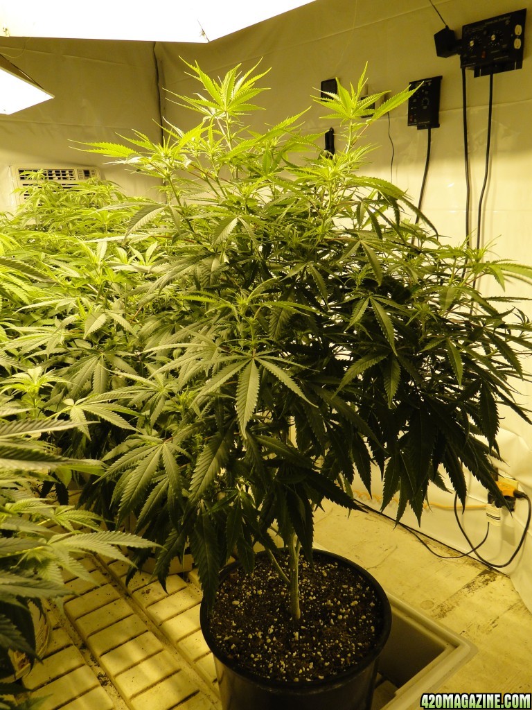 Various Strains in Flowering-Day 8-5/3/16