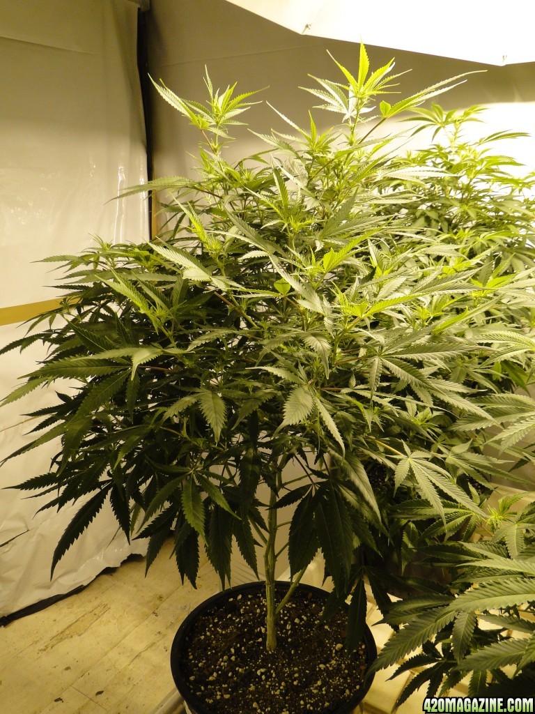 Various Strains in Flowering-Day 8-5/3/16