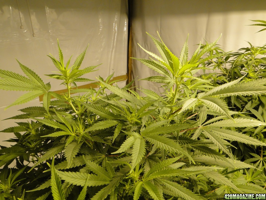 Various Strains in Flowering-Day 8-5/3/16