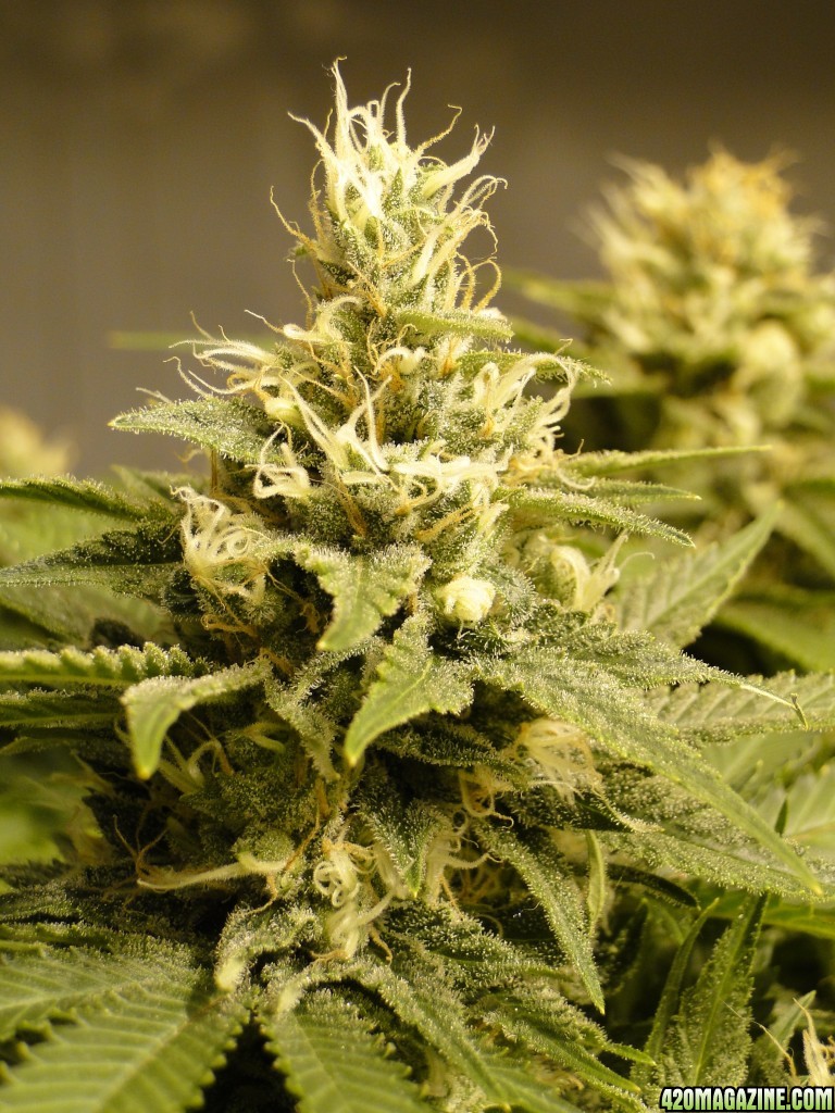 Various strains in flowering