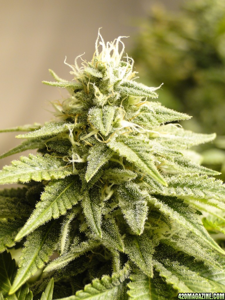 Various strains in flowering