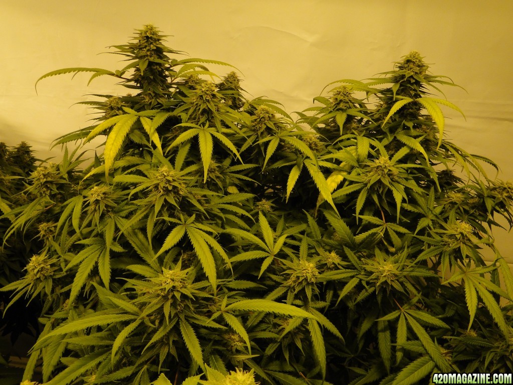 Various strains in flowering