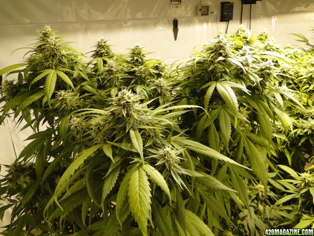 Various strains in flowering