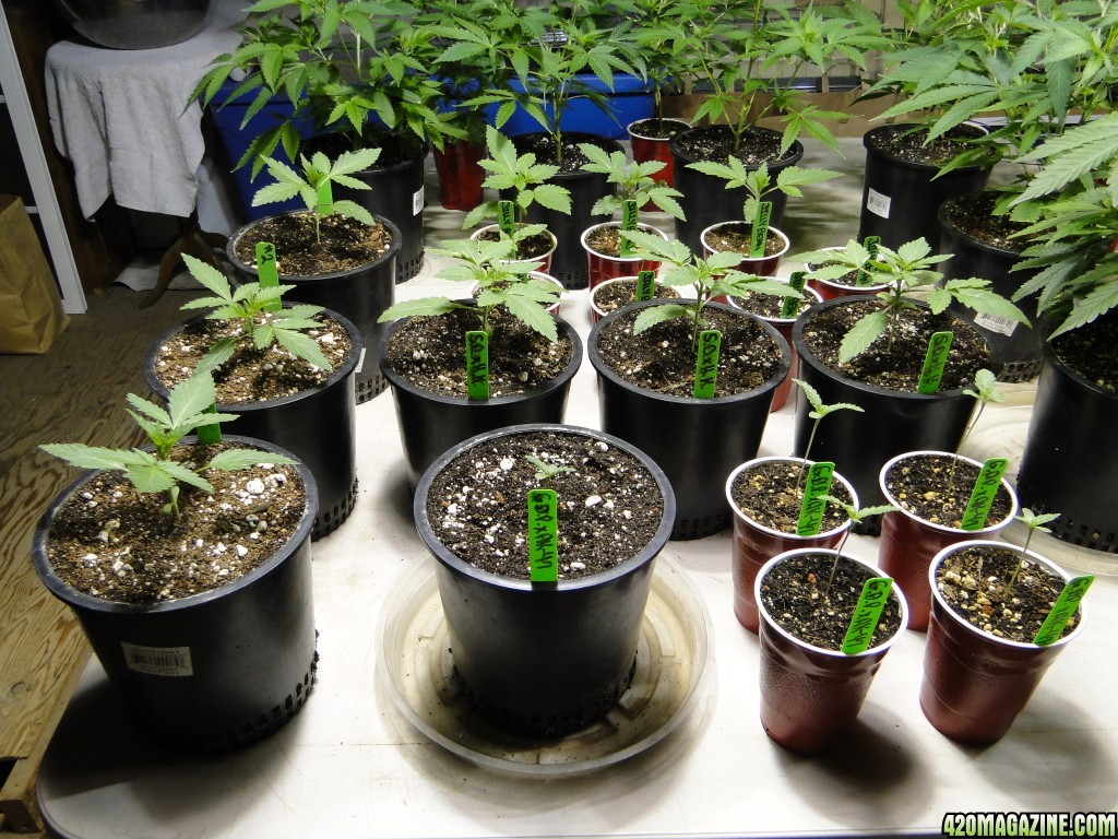 Various Strains in Veg.-Transplant Day-4/23/16