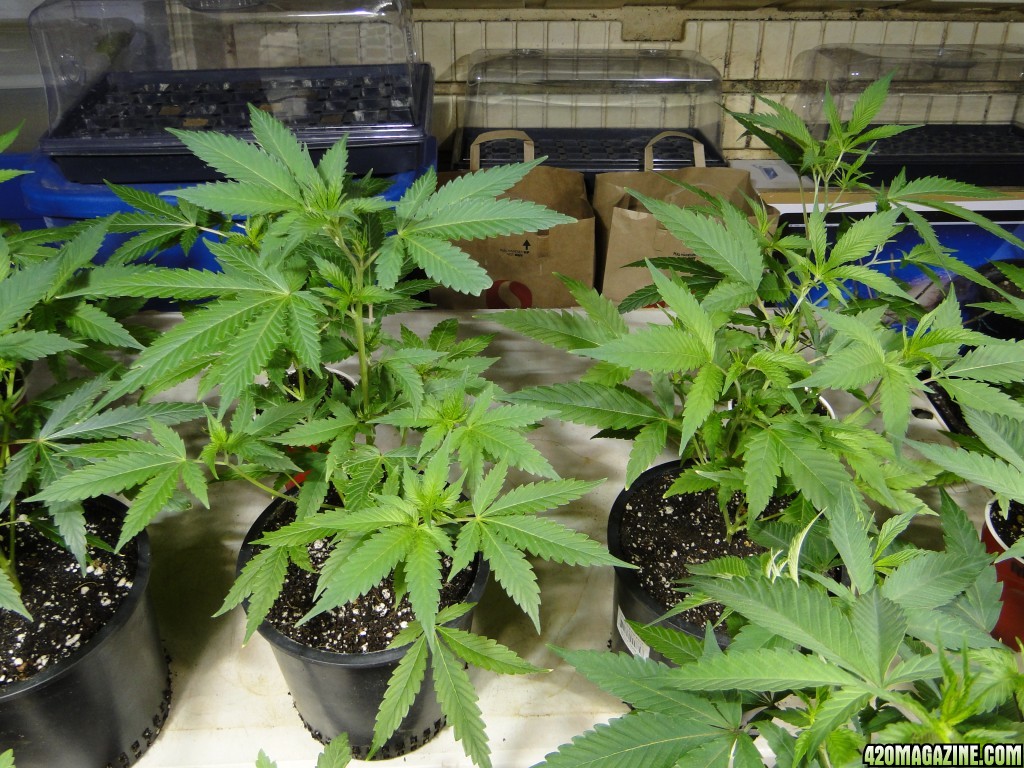 Various Strains in Veg.-Transplant Day-4/23/16