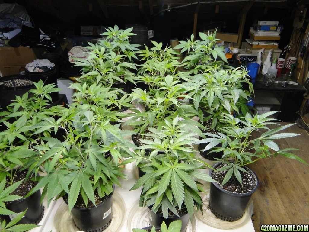 Various Strains in Veg.-Transplant Day-4/23/16