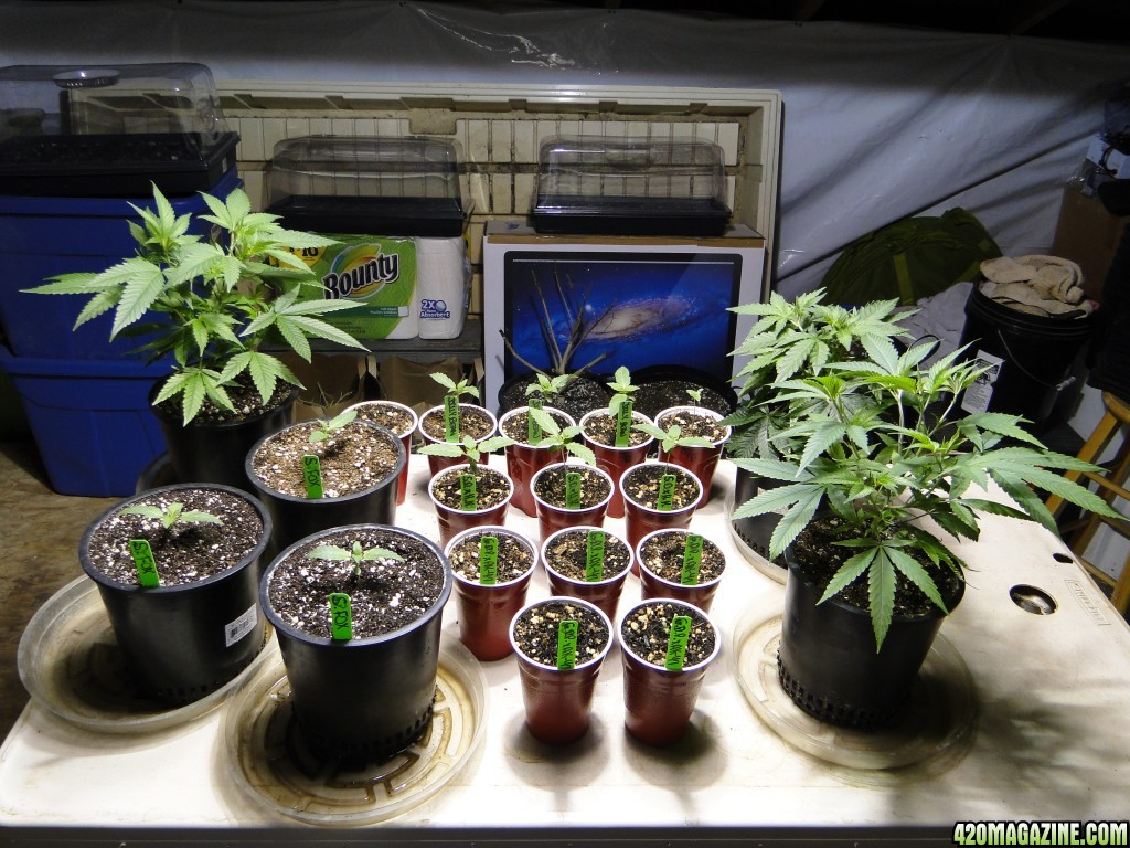 Various Strains in Vegging-4/19/16