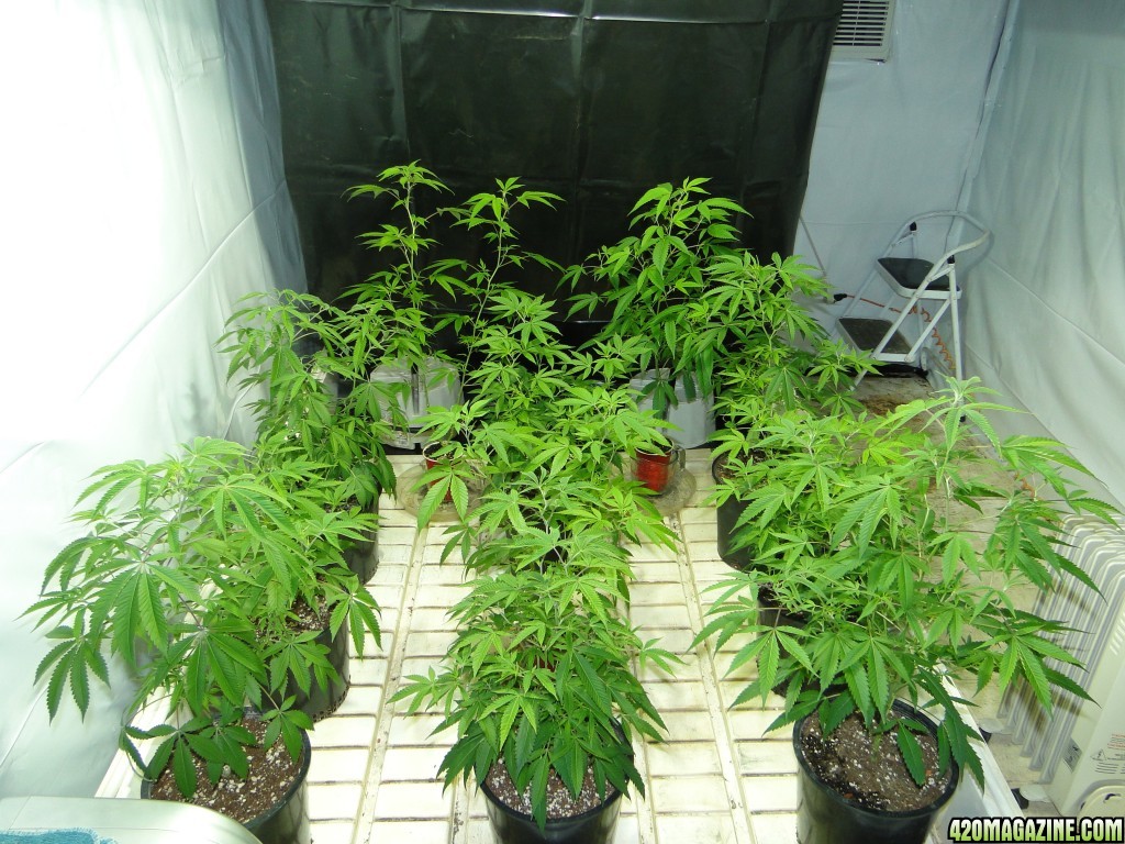 Various Strains in Vegging