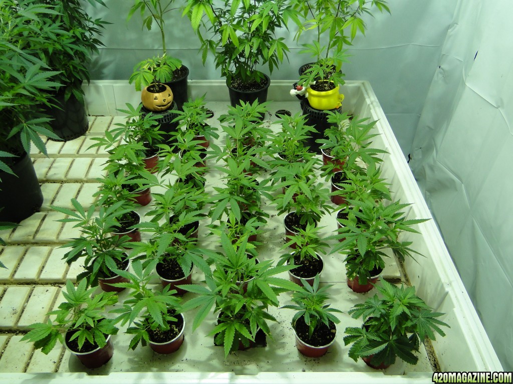 Various Strains in Vegging