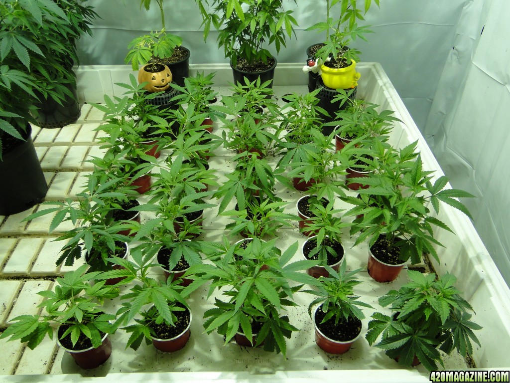 Various Strains in Vegging