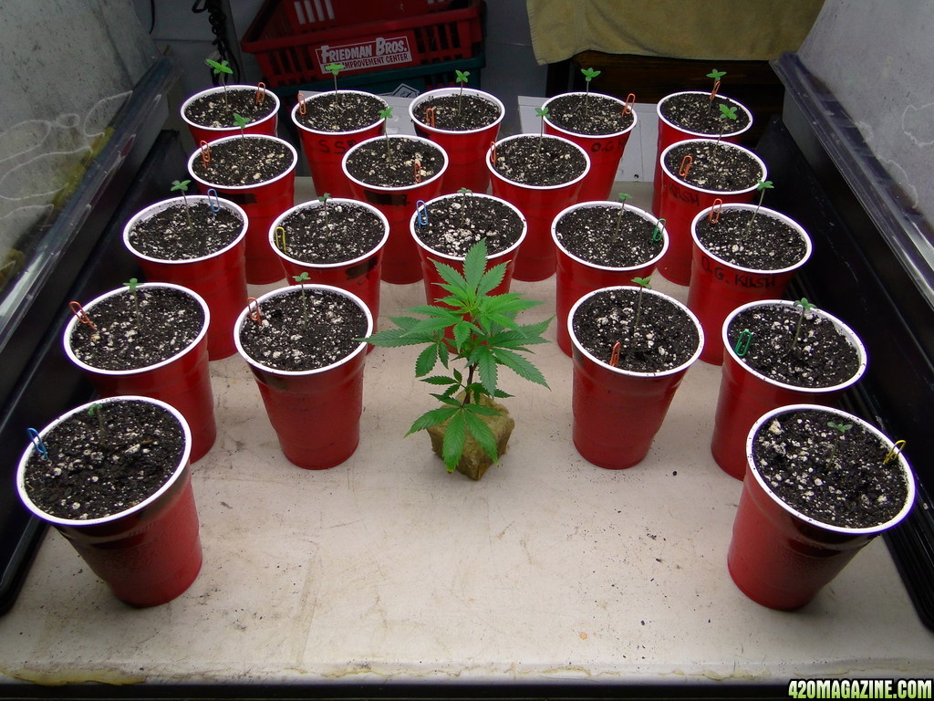 Various_Strains_of_Seedlings