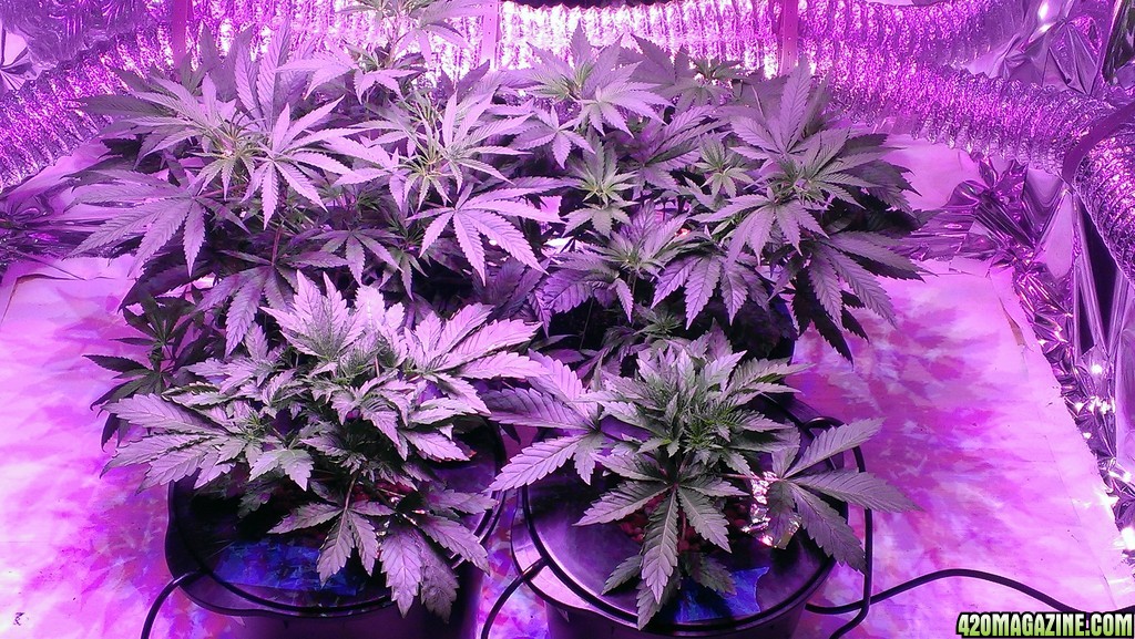 Veg 1-29-14 -- 2 Soil -- 2 Bubbleponics