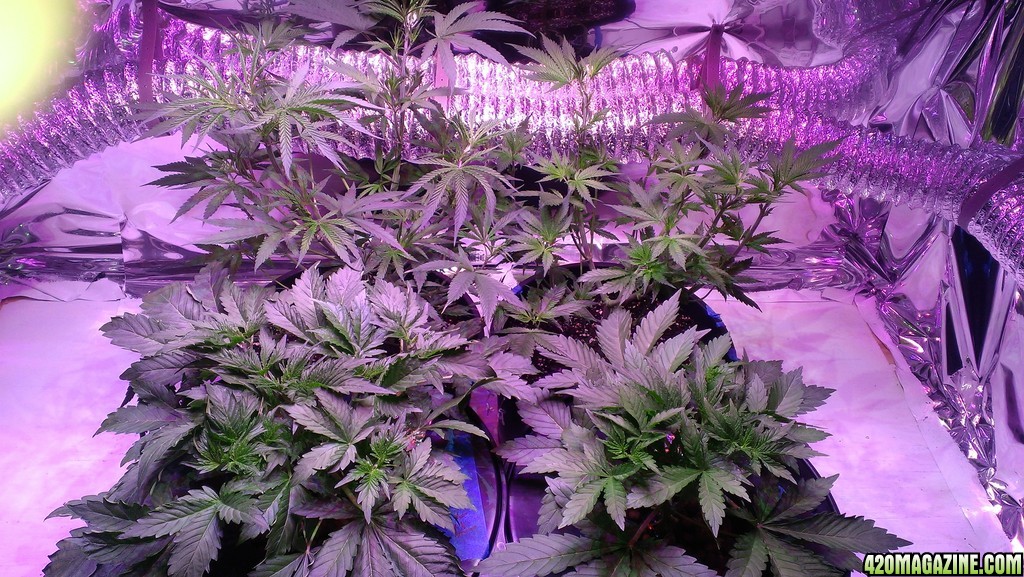 Veg 2-1-14 After Defoliation on Soil Plants