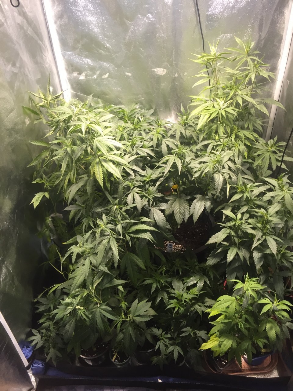 Veg. 400W HPS. 3’ x 3’.