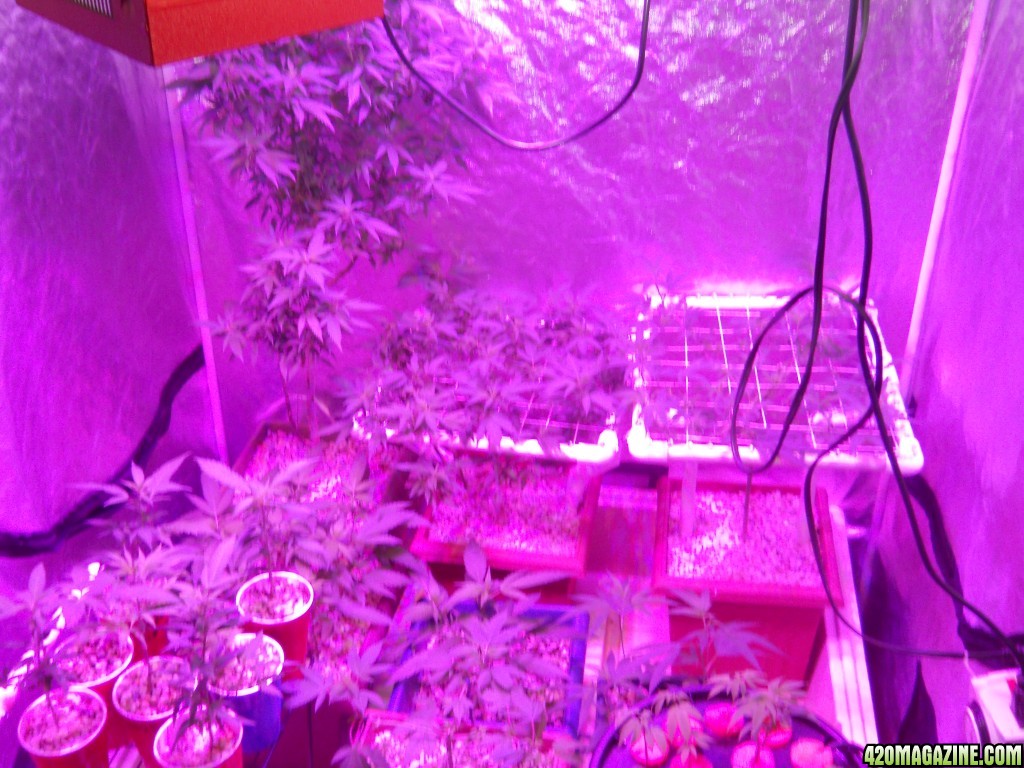 Veg bluedreamxbarberrybrute scrog pine apple express scrog