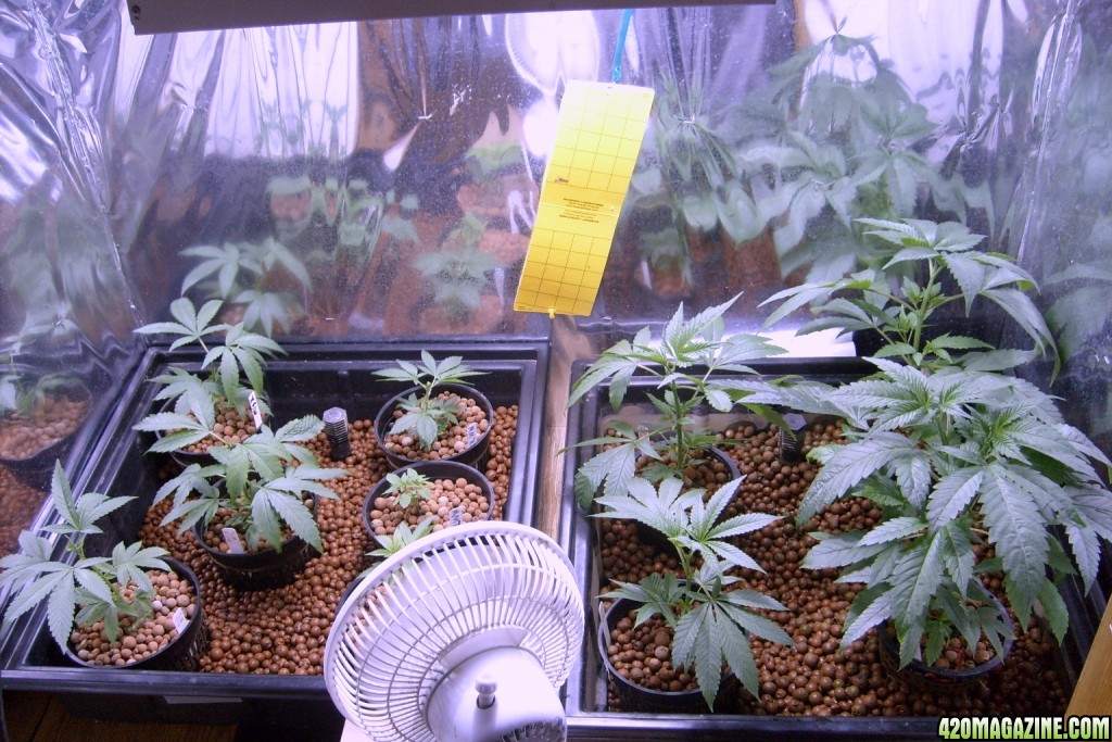 veg room 1-14-09