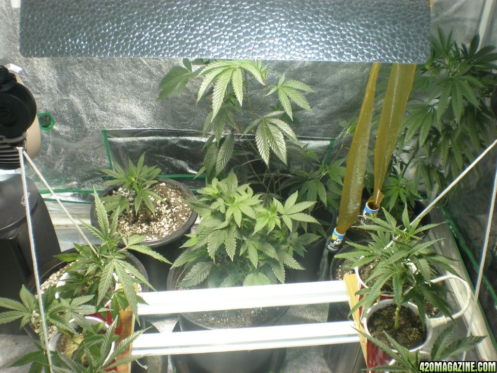 veg room 2