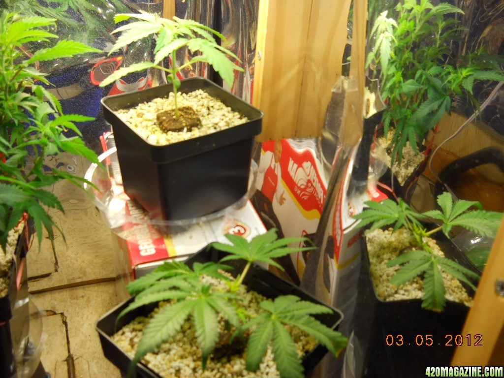 veg room 3-5-12