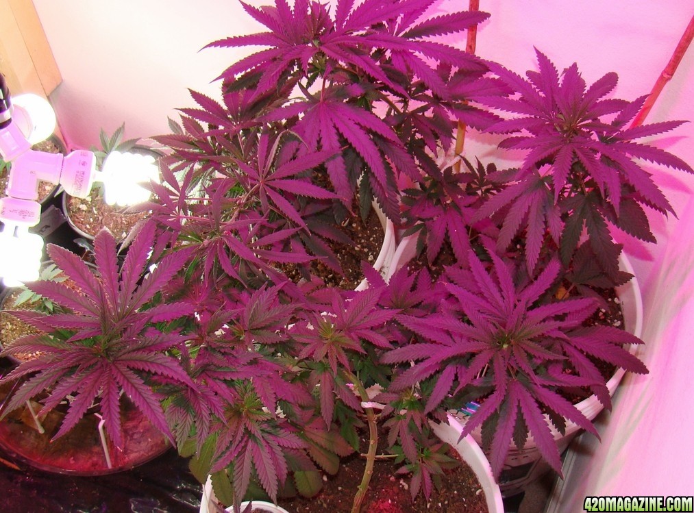 Veg Room 5/1