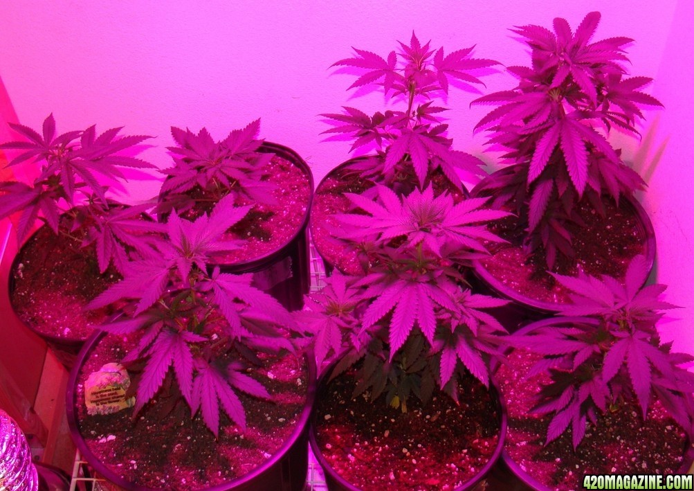 Veg room 6/6/09