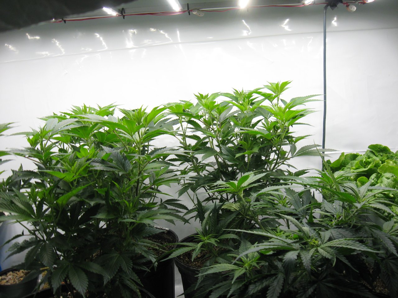 Veg room  IMG_4197.JPG